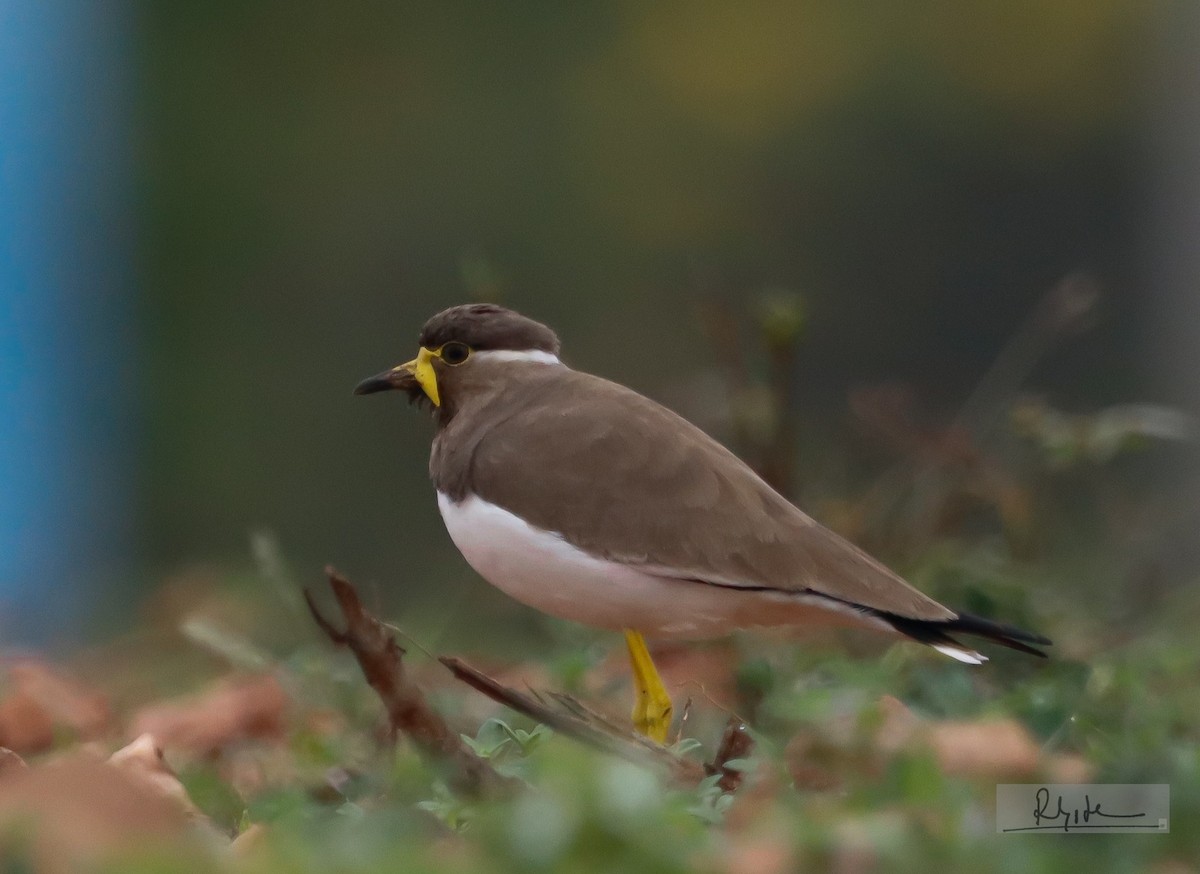 Чайка малабарська - ML644693132