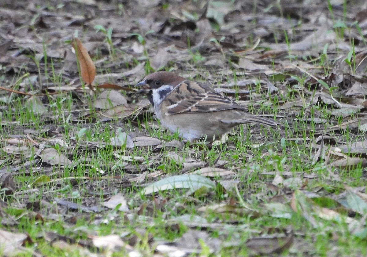 Горобець польовий - ML644693133