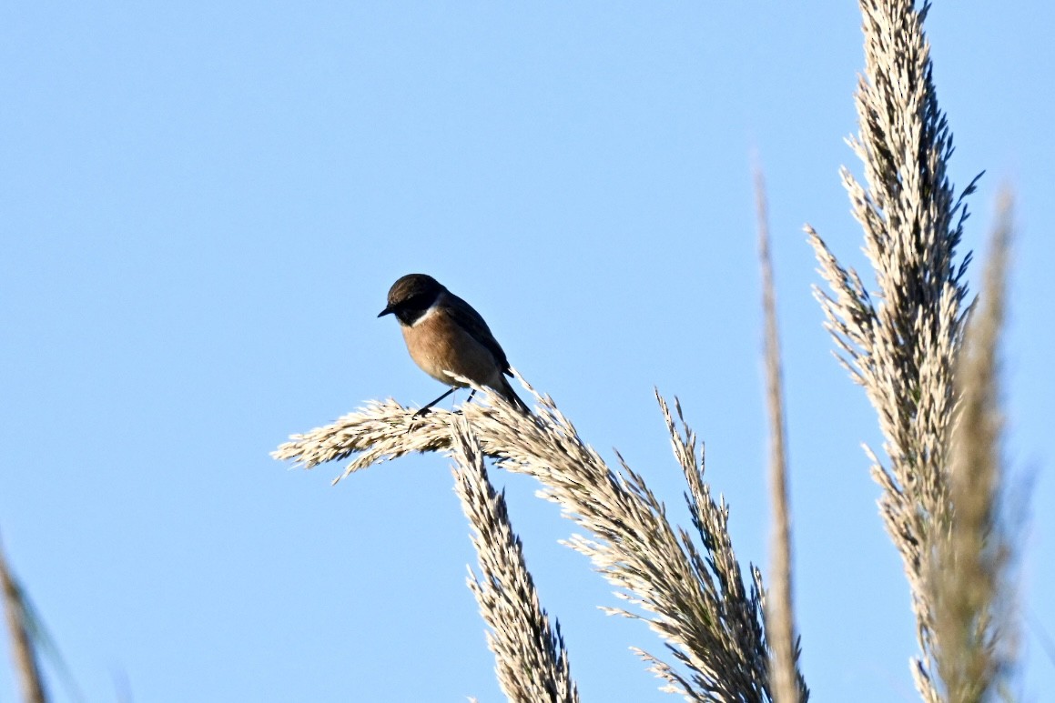 Трав'янка чорноголова - ML644693134