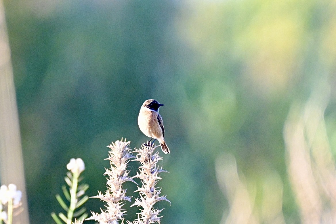 Трав'янка чорноголова - ML644693135