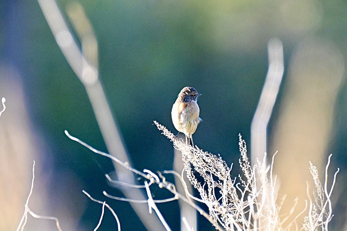 Трав'янка чорноголова - ML644693136