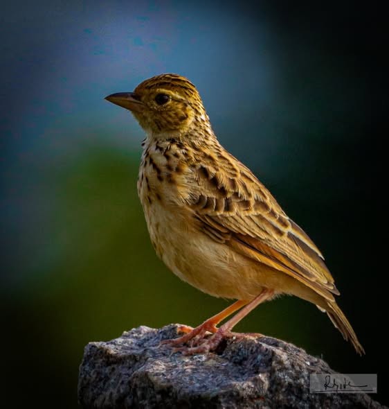 Фірлюк індійський - ML644693137