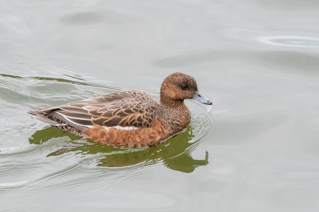 Свищ євразійський - ML644693138