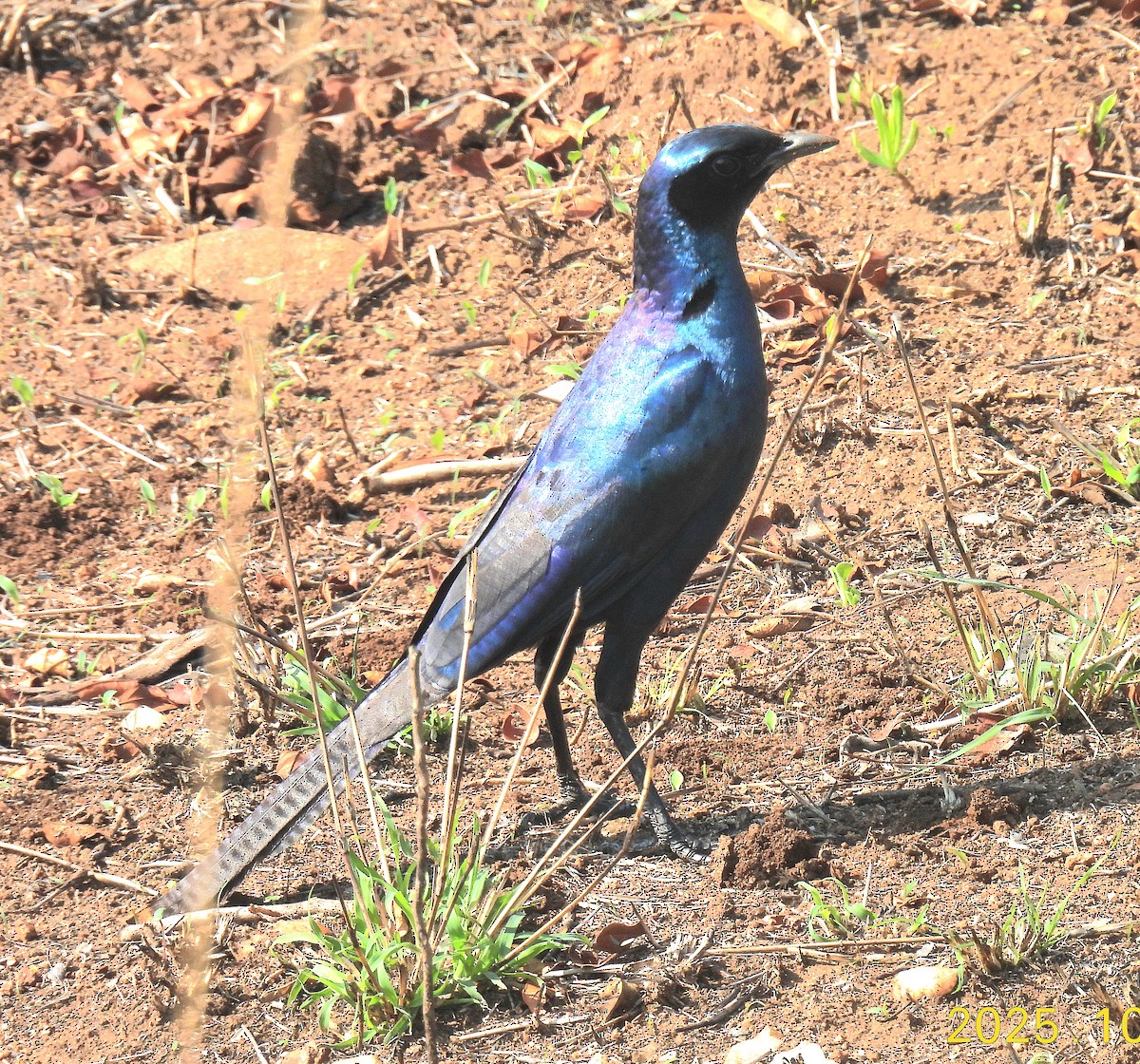 Мерл великий - ML644693140
