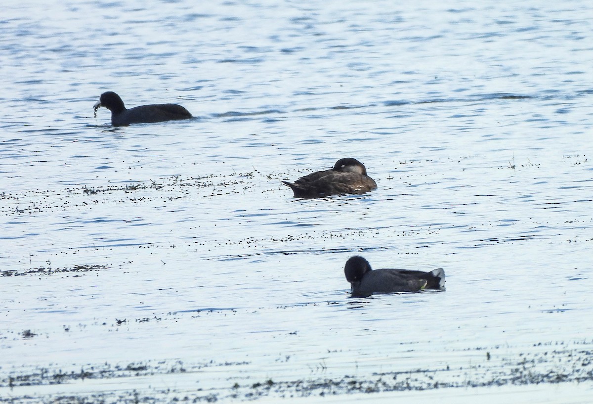 Синьга американська - ML644693144