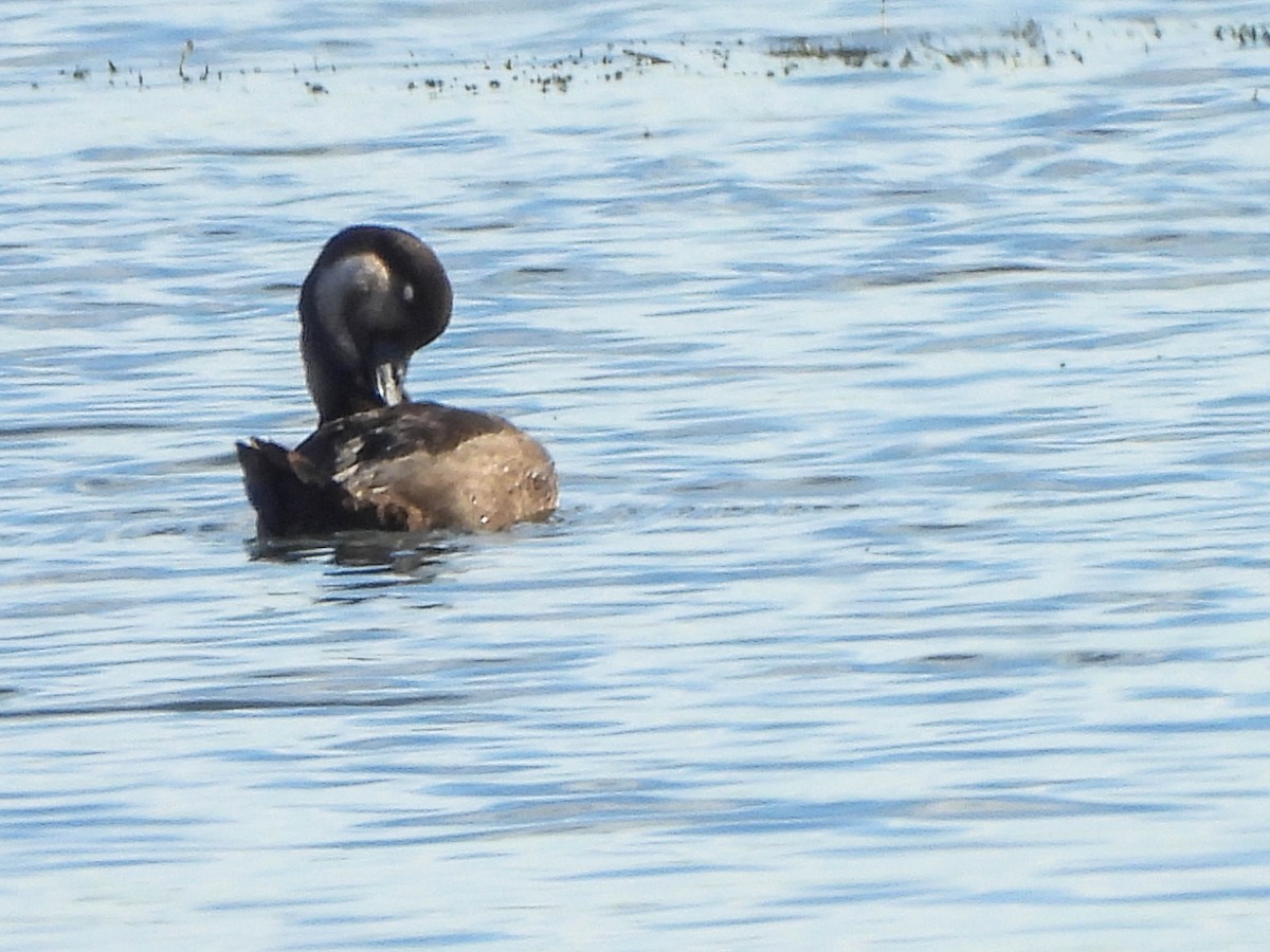 Синьга американська - ML644693145