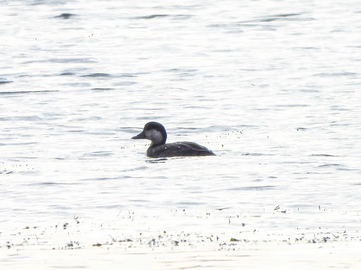 Синьга американська - ML644693146