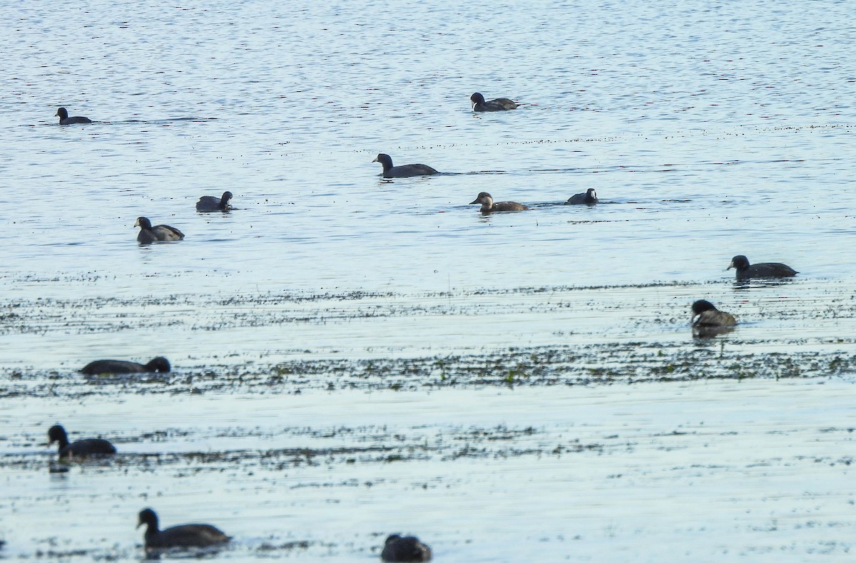 Синьга американська - ML644693148