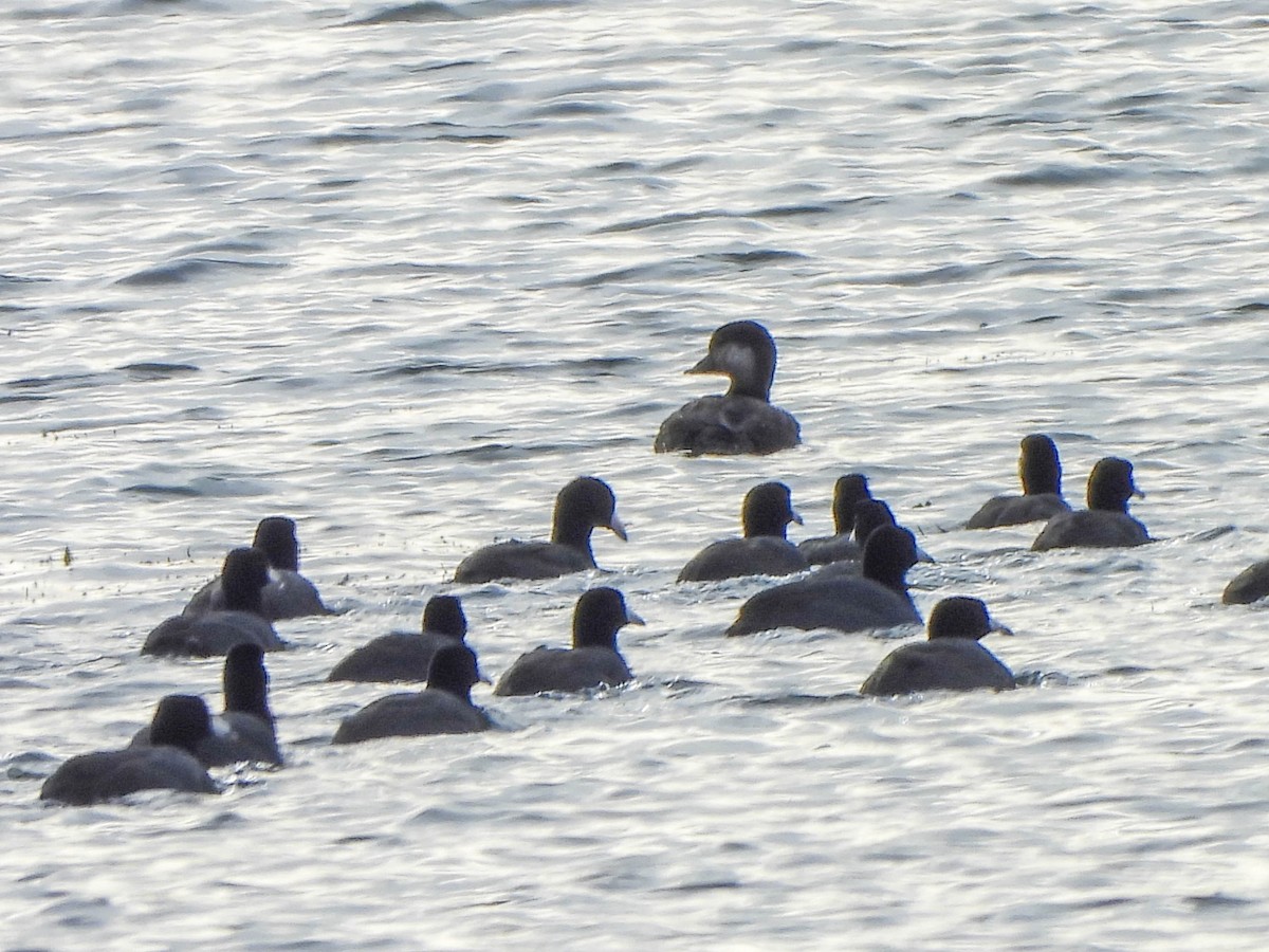 Синьга американська - ML644693149