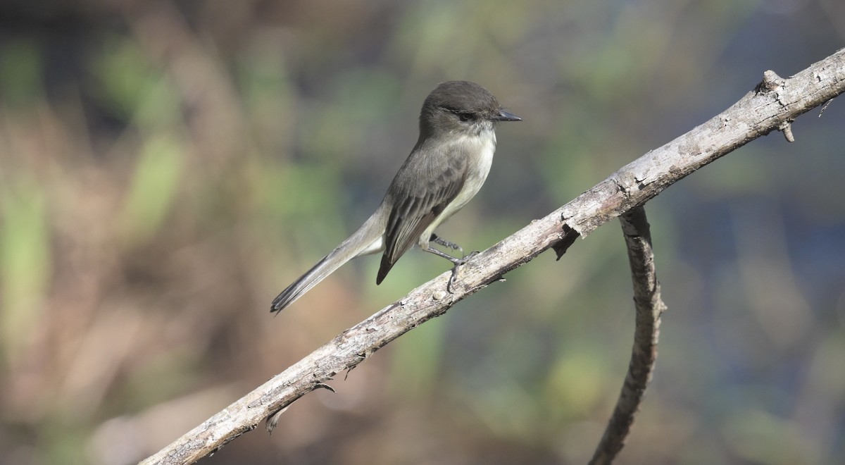 Феб буроспинний - ML644693152