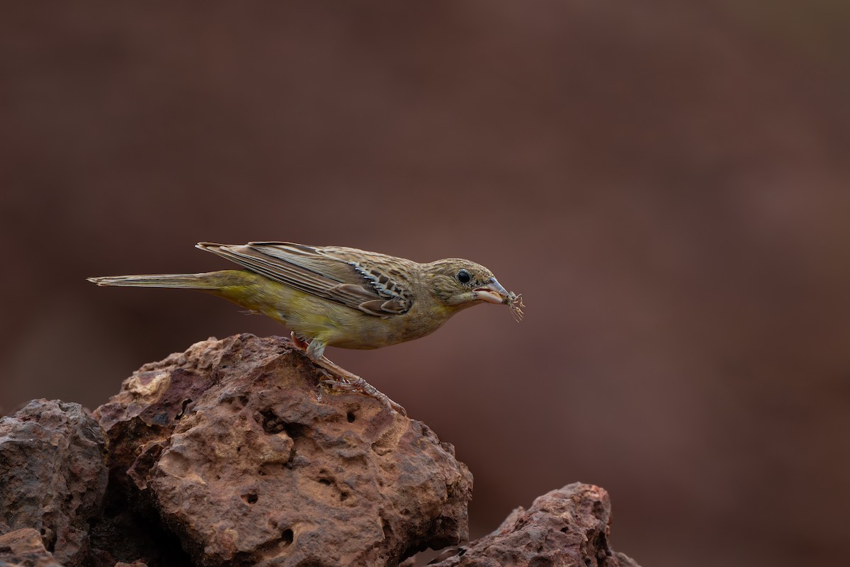 Вівсянка чорноголова - ML644693153