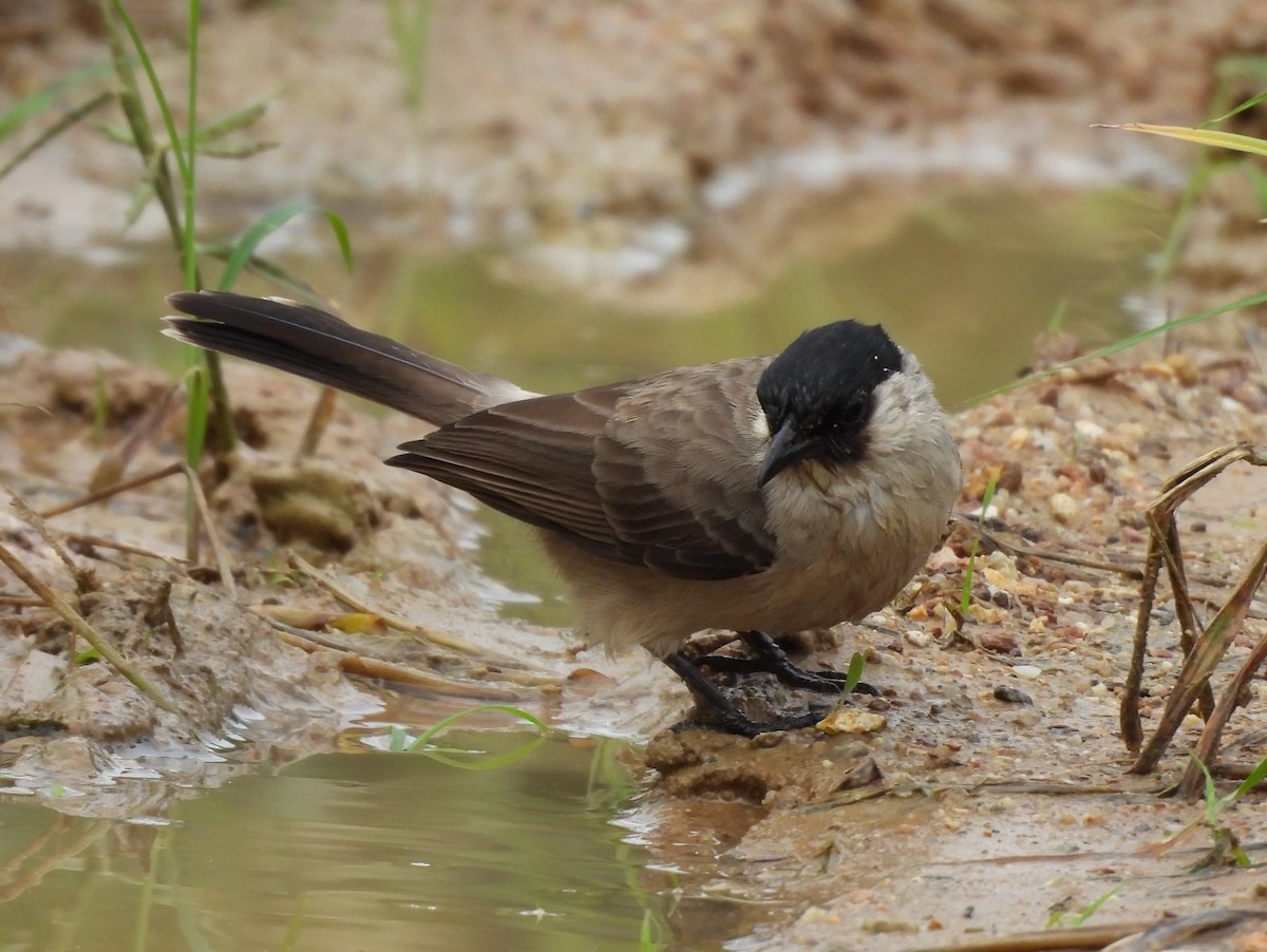 Bulbul Ventridorado - ML644693160