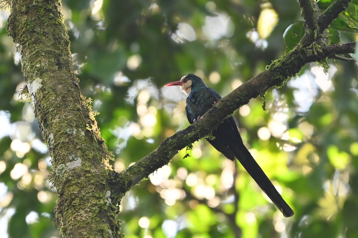 hvithodekakelar - ML644693162