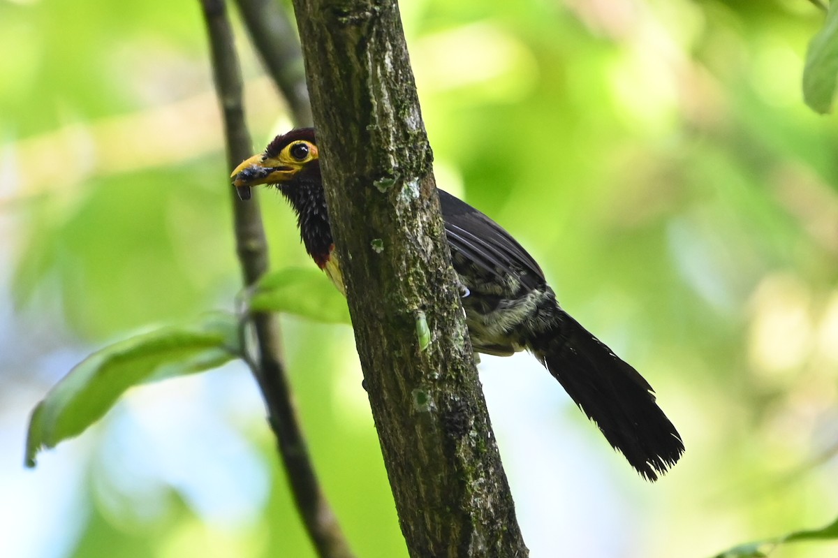 praktperleskjeggfugl - ML644693164