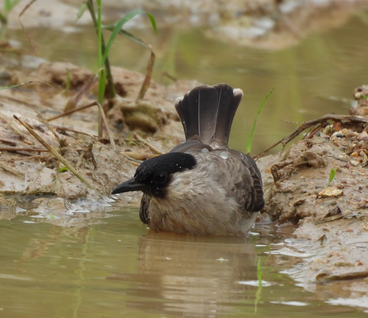 sothettebylbyl - ML644693165