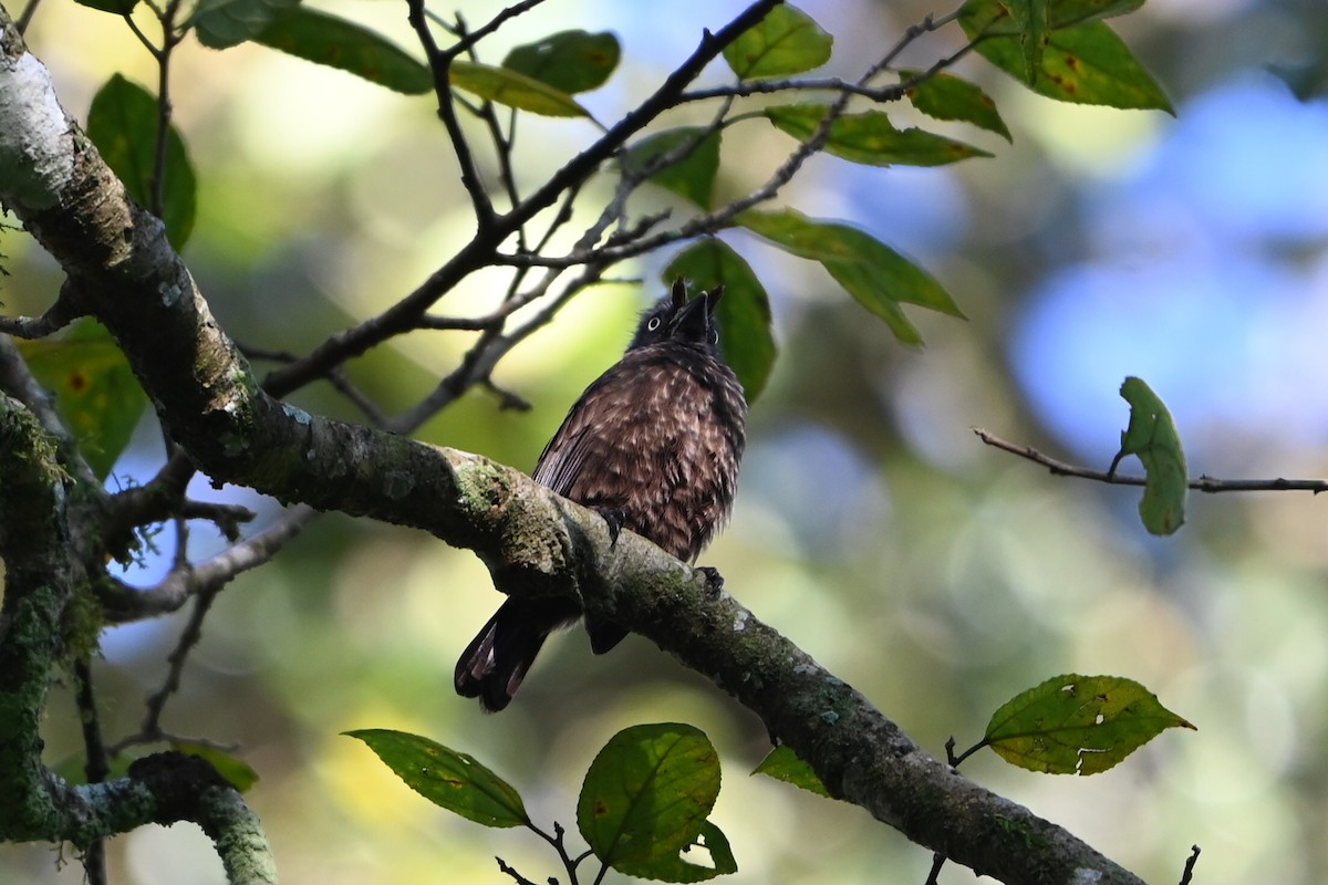 gråstrupeskjeggfugl - ML644693167