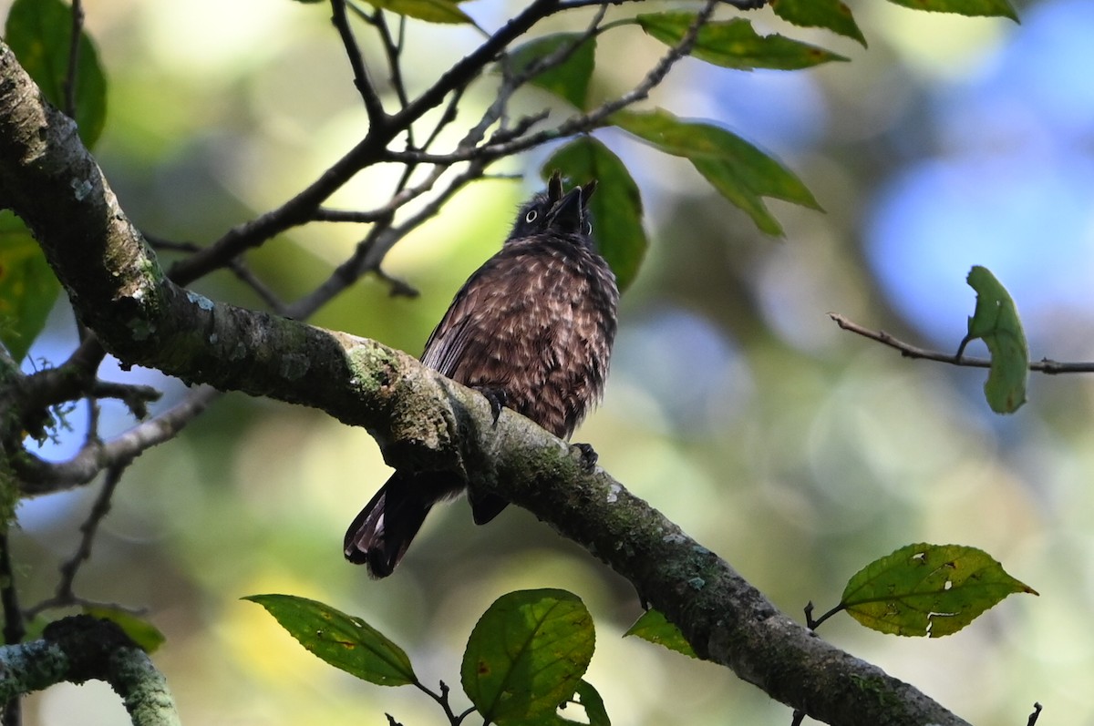 gråstrupeskjeggfugl - ML644693168