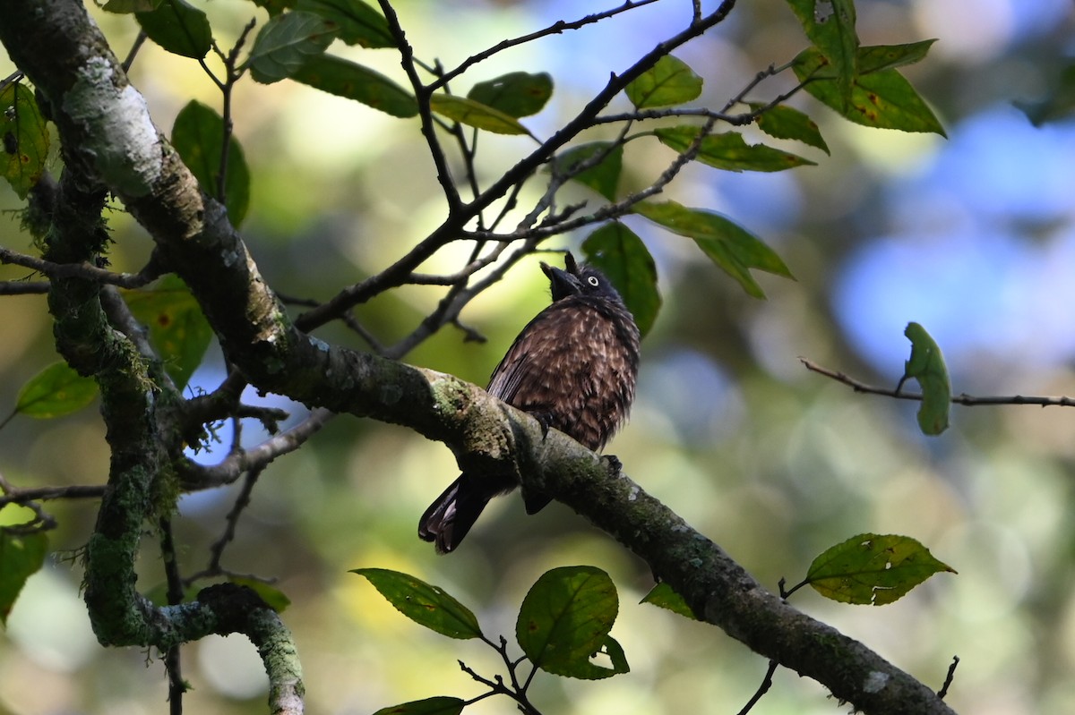 gråstrupeskjeggfugl - ML644693169