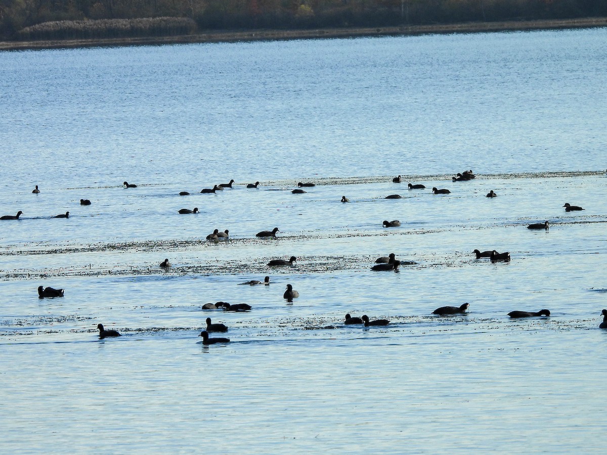 amerikasothøne - ML644693171