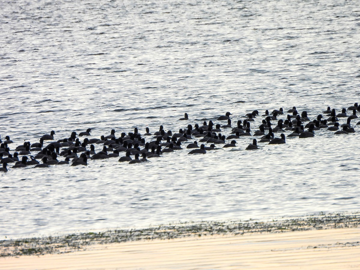 amerikasothøne - ML644693172