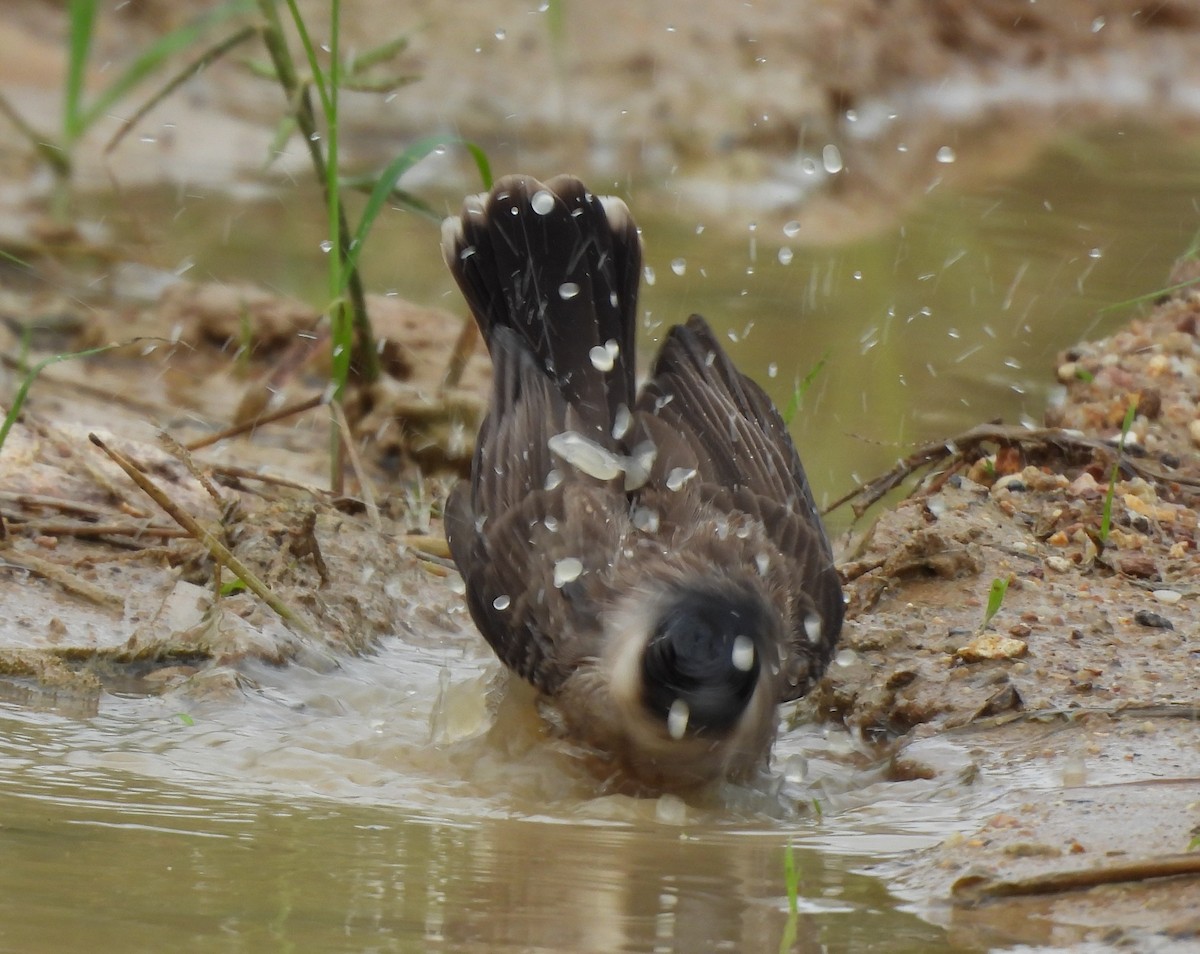 sothettebylbyl - ML644693173