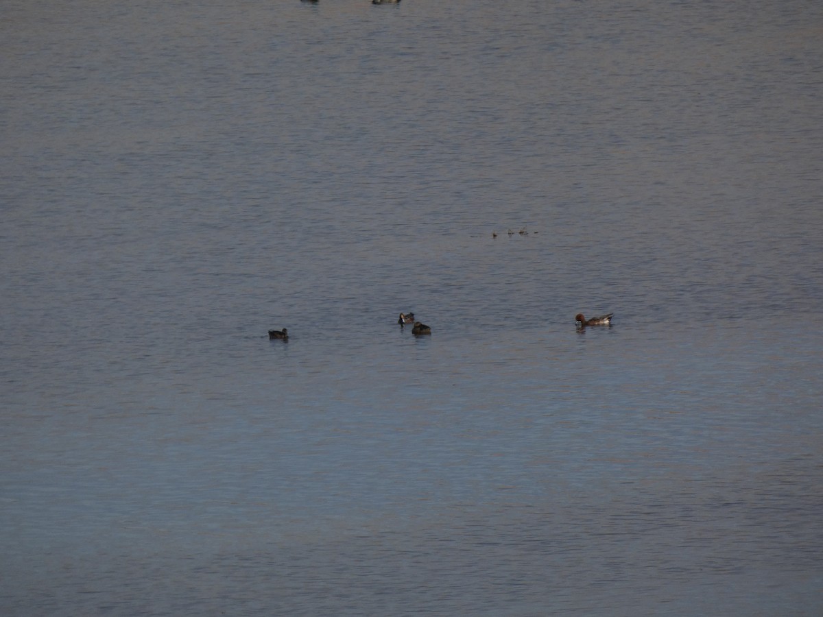 brunnakke - ML644693174