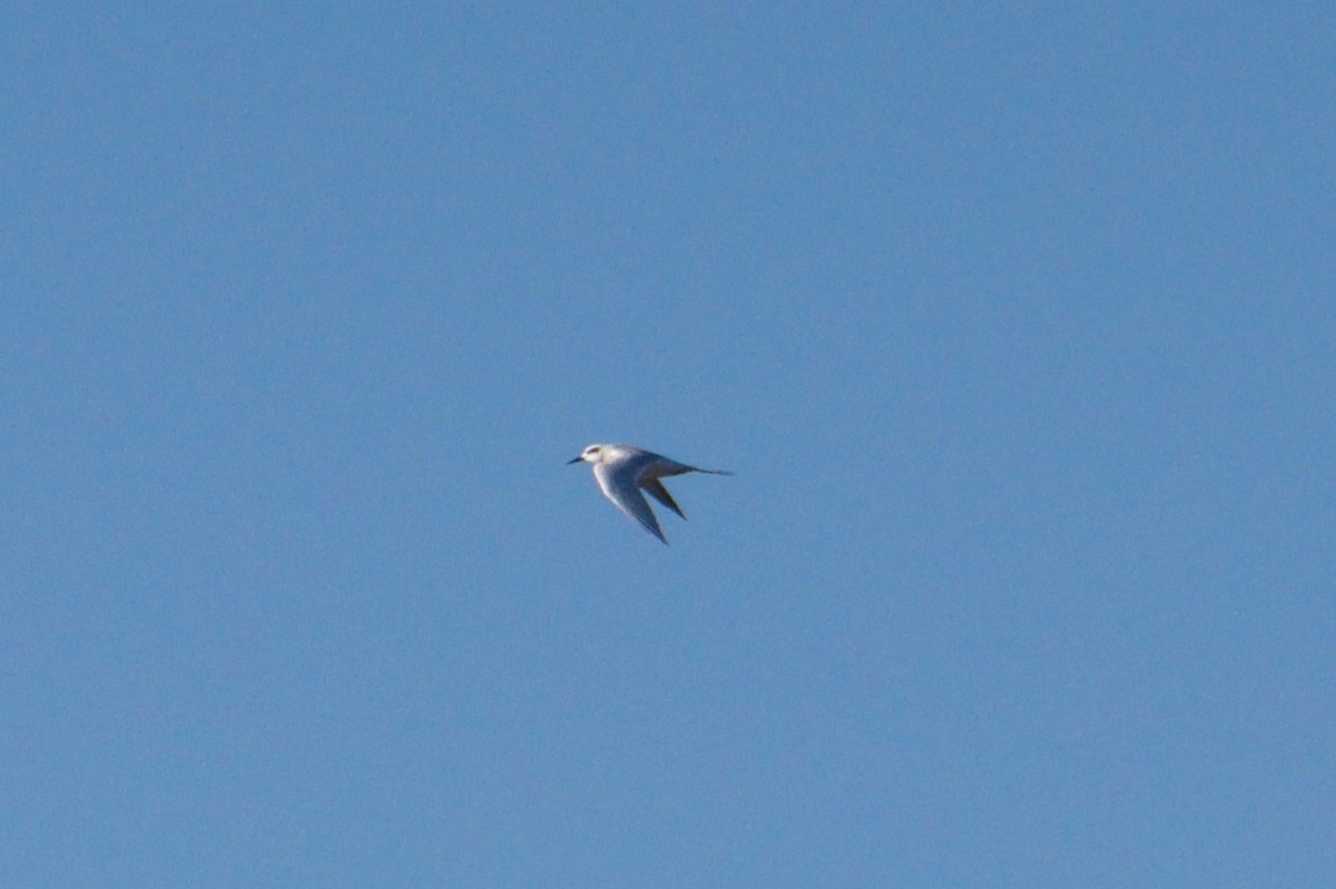 prærieterne - ML644693177