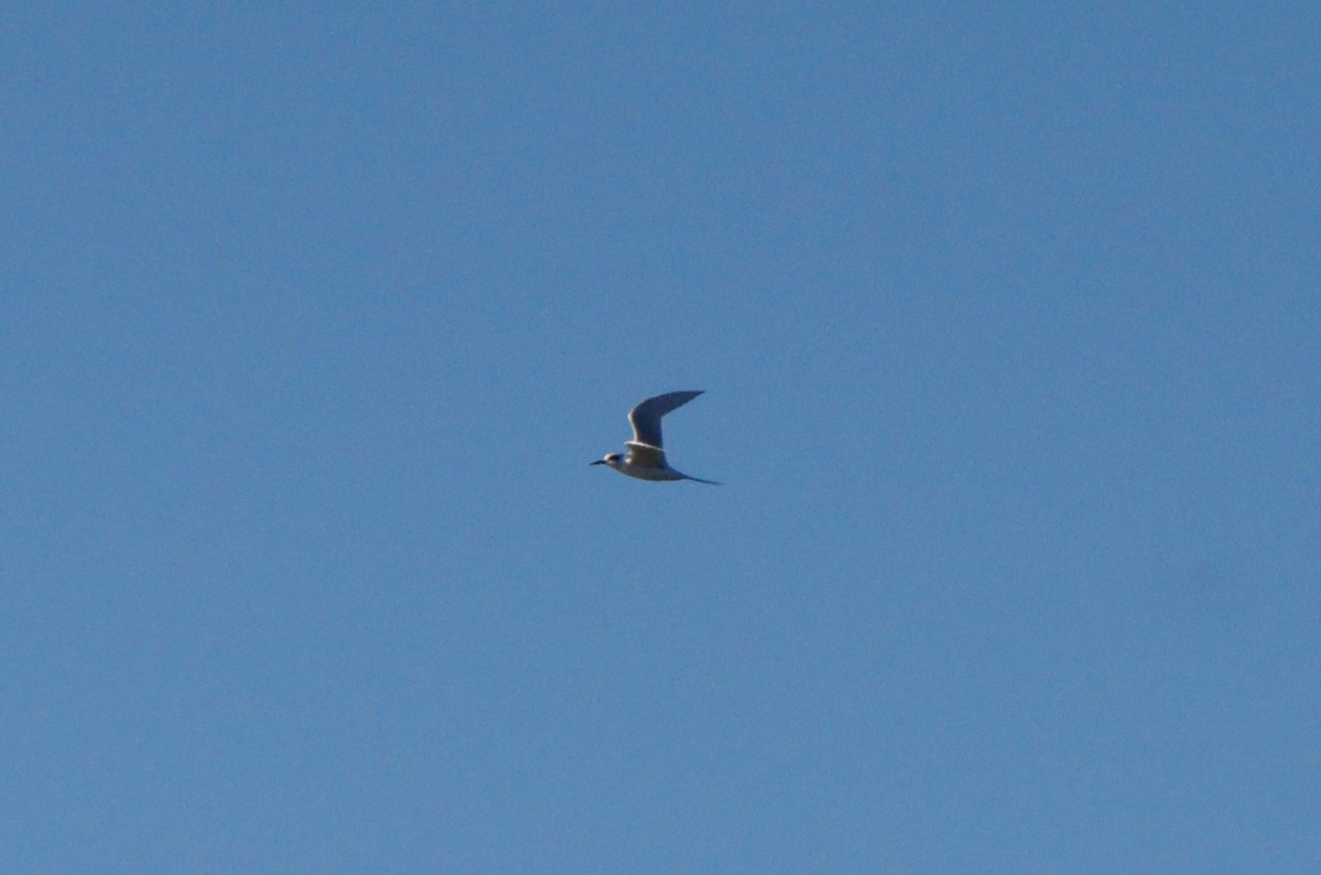 prærieterne - ML644693178