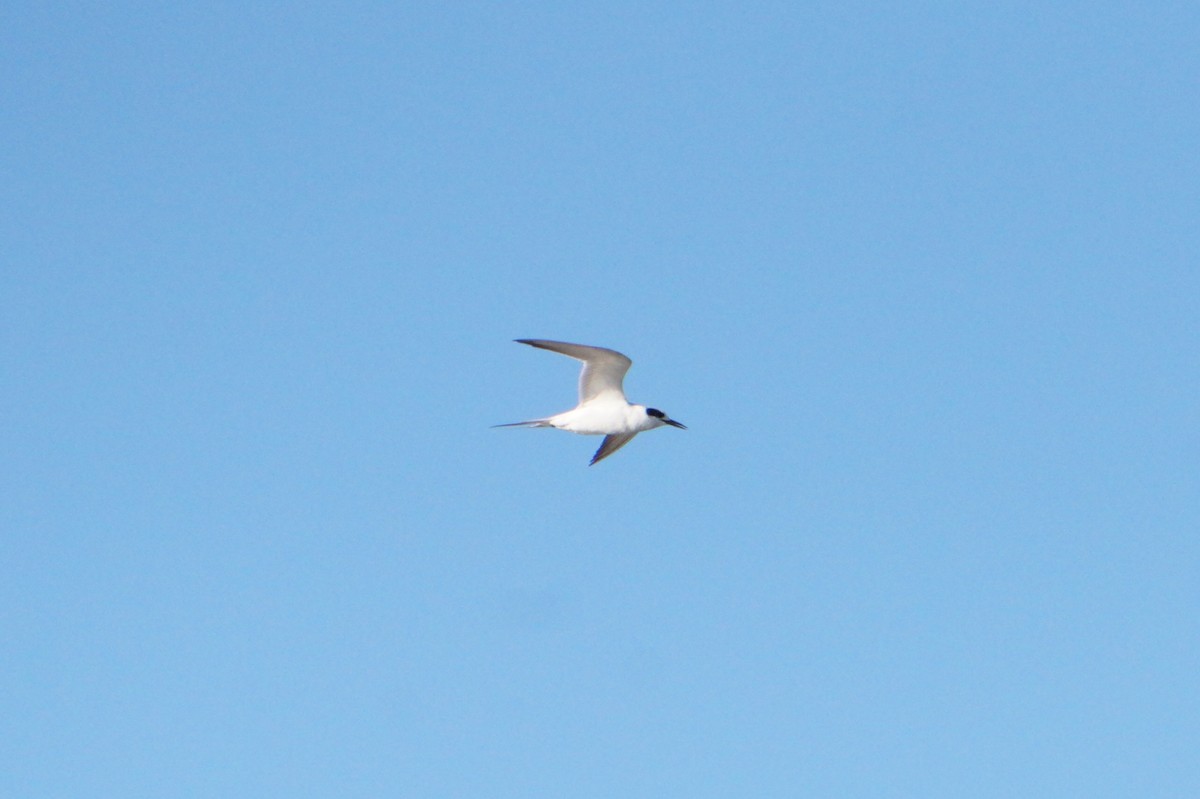 prærieterne - ML644693179