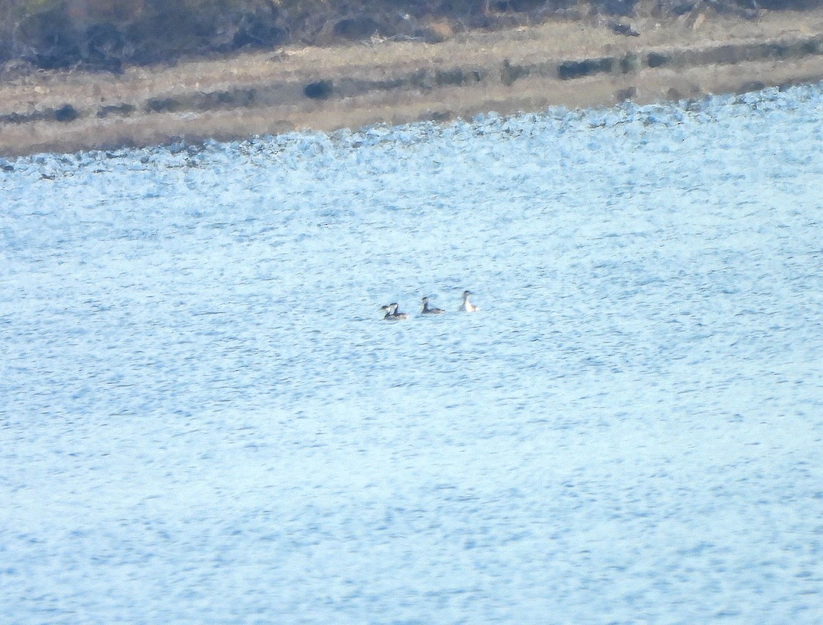 horndykker - ML644693187