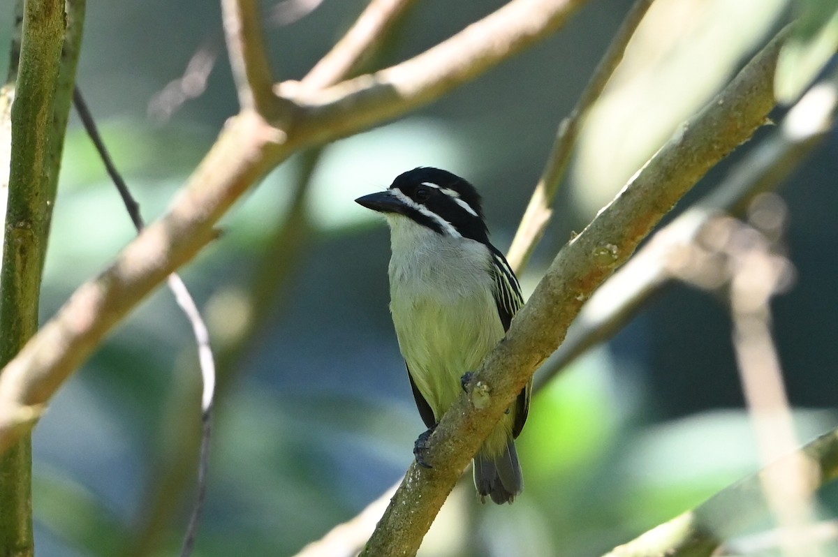 gulgumpkobberslager - ML644693189