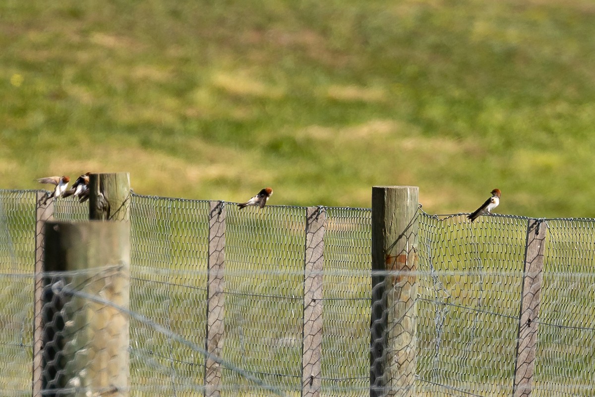 Fairy Martin - ML644693191