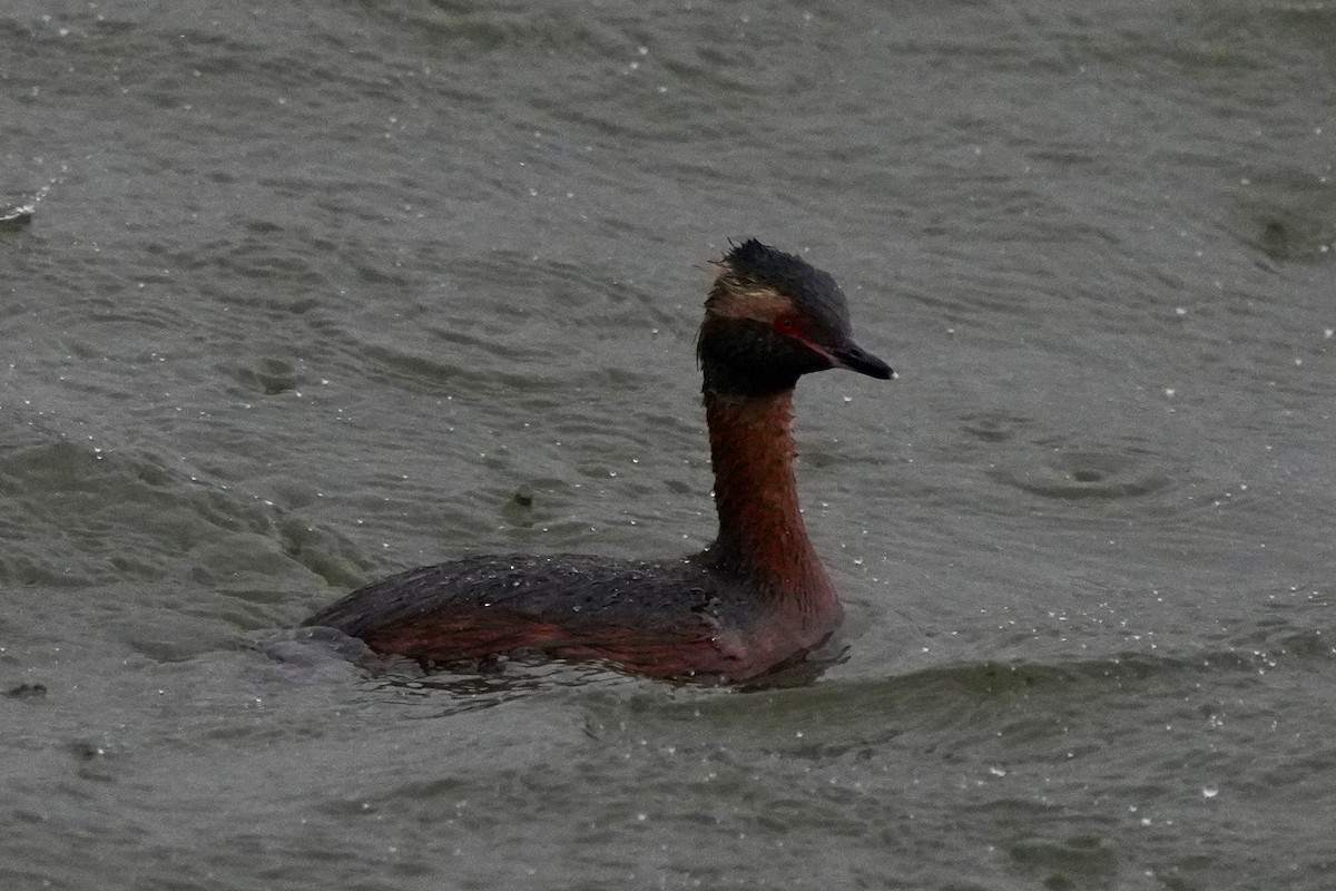 horndykker - ML644693192