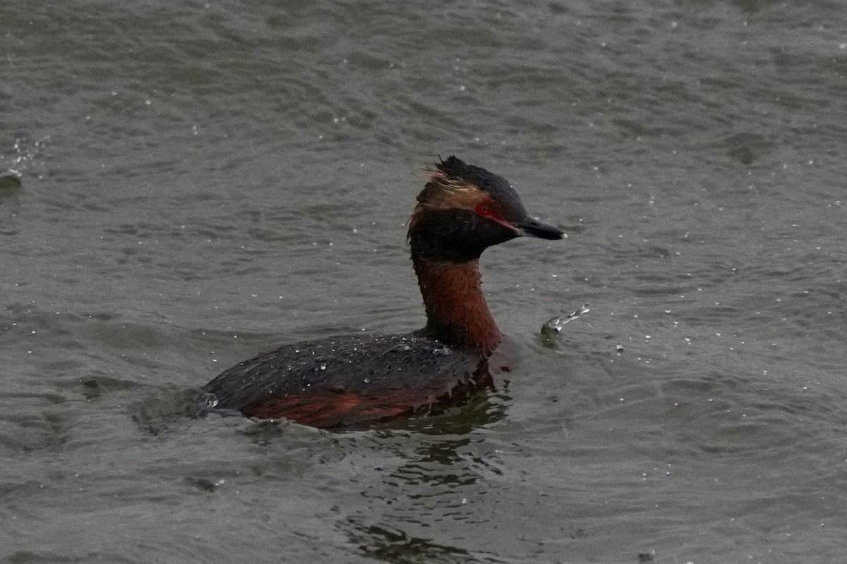 horndykker - ML644693193