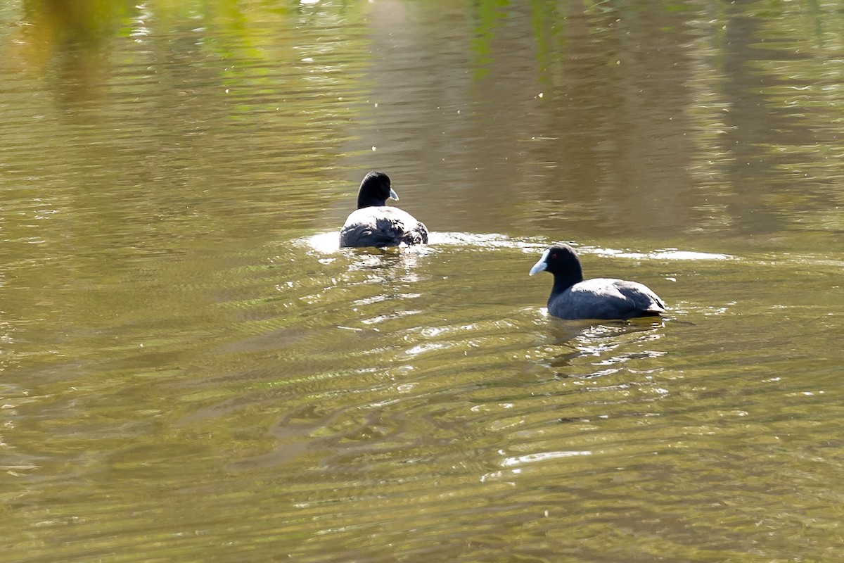 Eurasian Coot - ML644693194