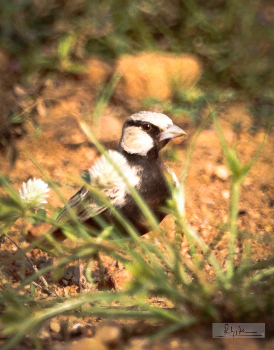 gråkronelerke - ML644693195