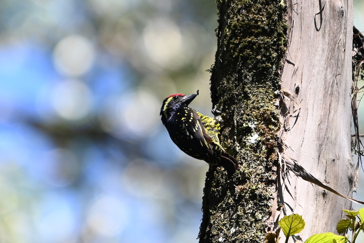 skjellskjeggfugl - ML644693197