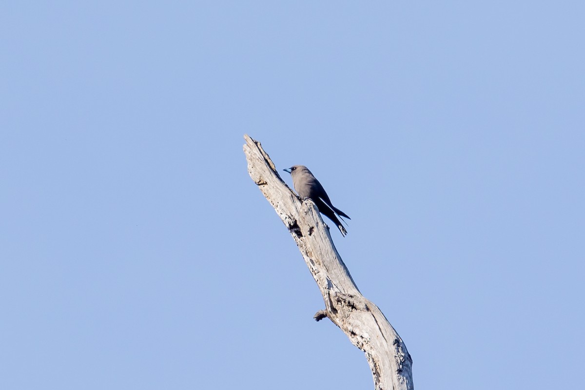 Dusky Woodswallow - ML644693204