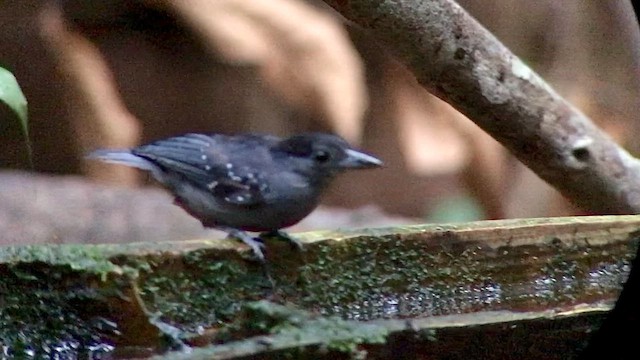Spot-winged Antshrike - ML644693205