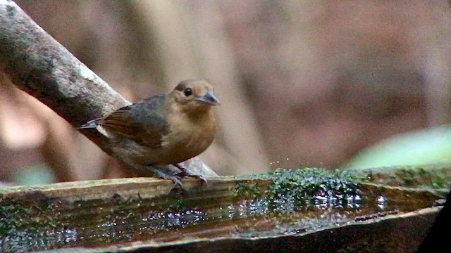 Spot-winged Antshrike - ML644693206