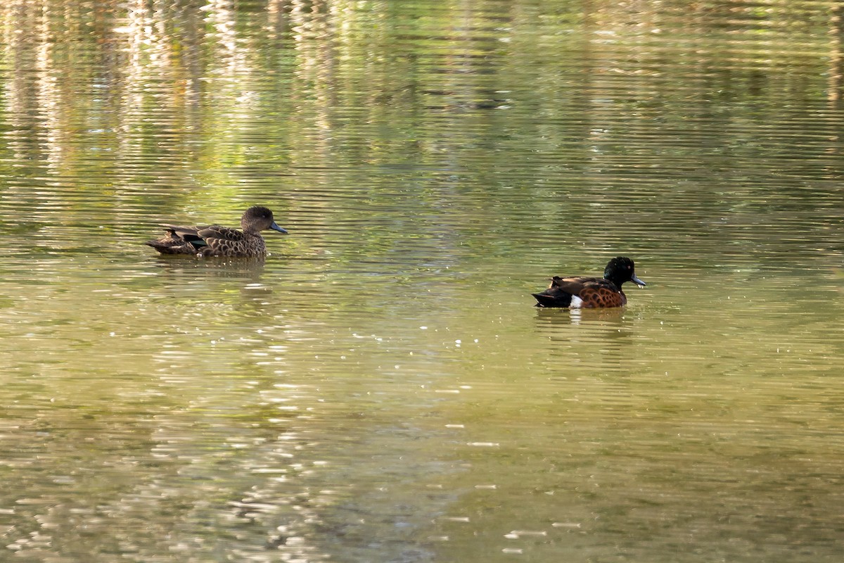 Kızıl Çamurcun - ML644693207