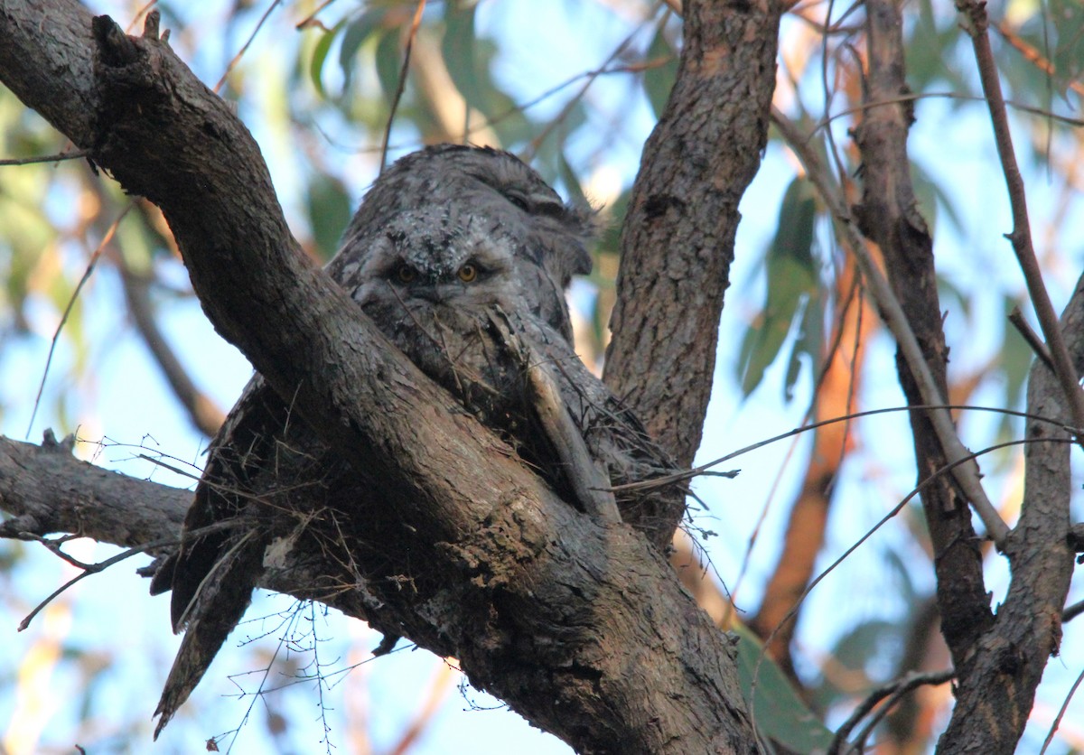 Avustralya Kocaağzı - ML644693211