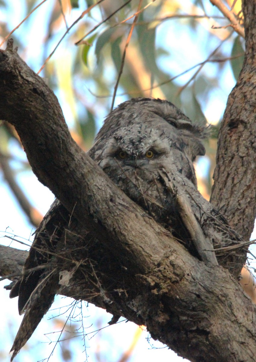 Avustralya Kocaağzı - ML644693212