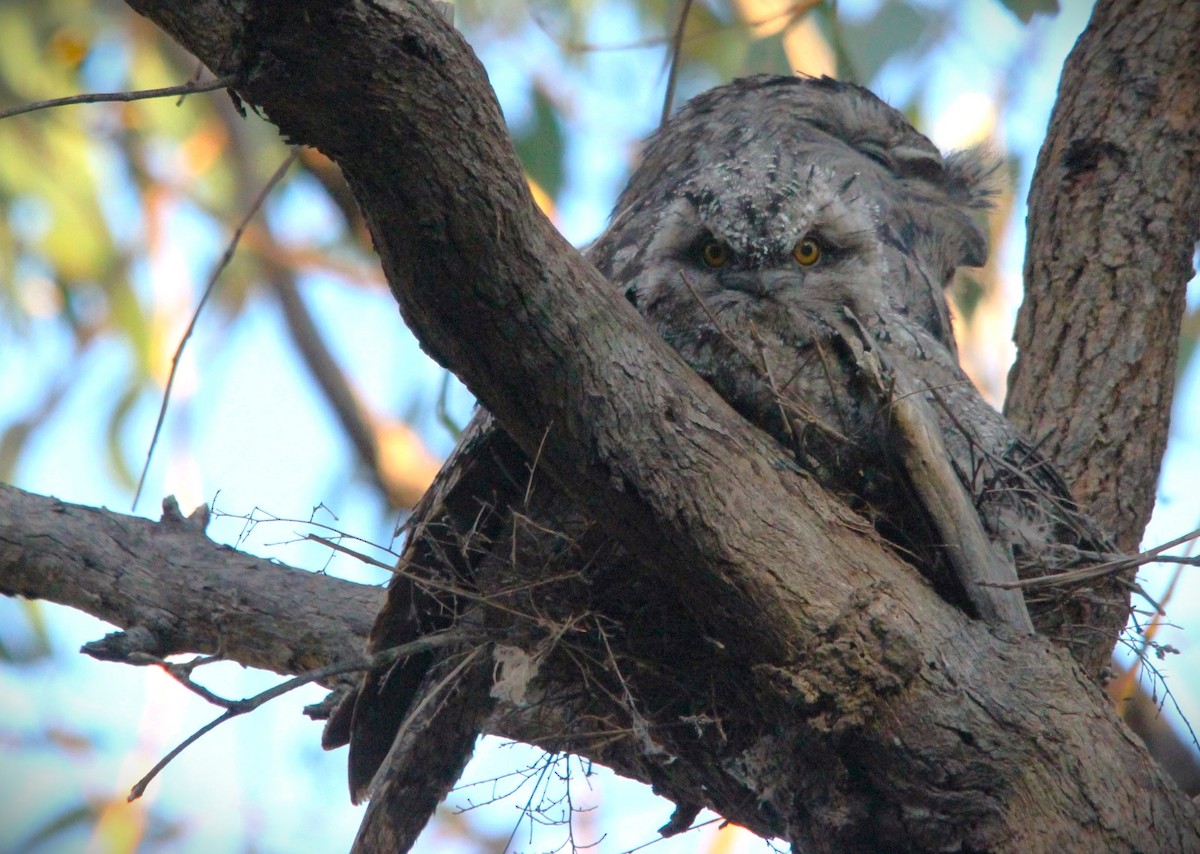 Avustralya Kocaağzı - ML644693214