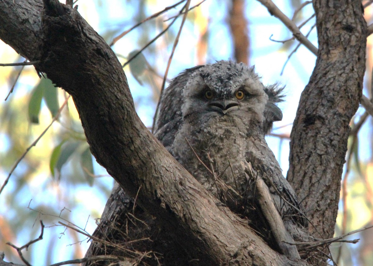 Avustralya Kocaağzı - ML644693215