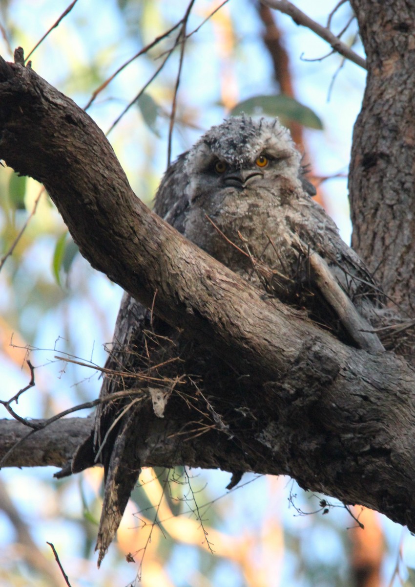 Avustralya Kocaağzı - ML644693216