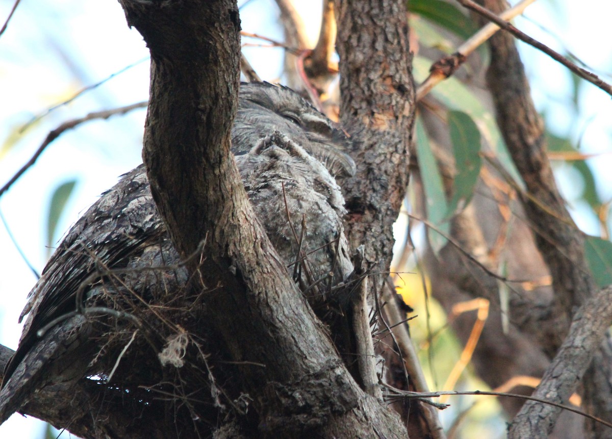 Avustralya Kocaağzı - ML644693218