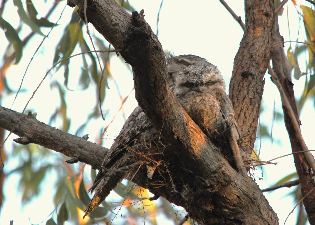 Avustralya Kocaağzı - ML644693219