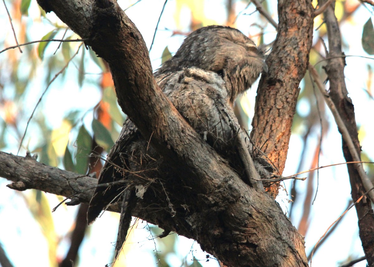 Avustralya Kocaağzı - ML644693220