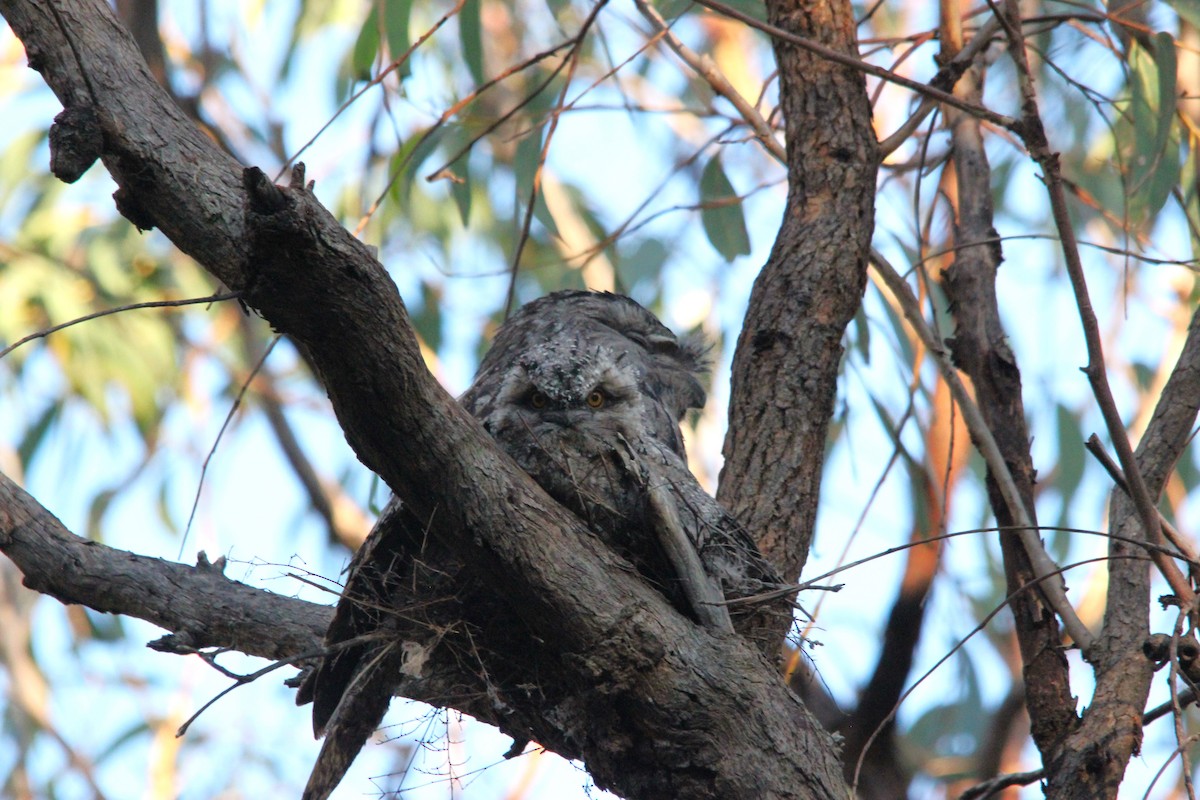 Avustralya Kocaağzı - ML644693221